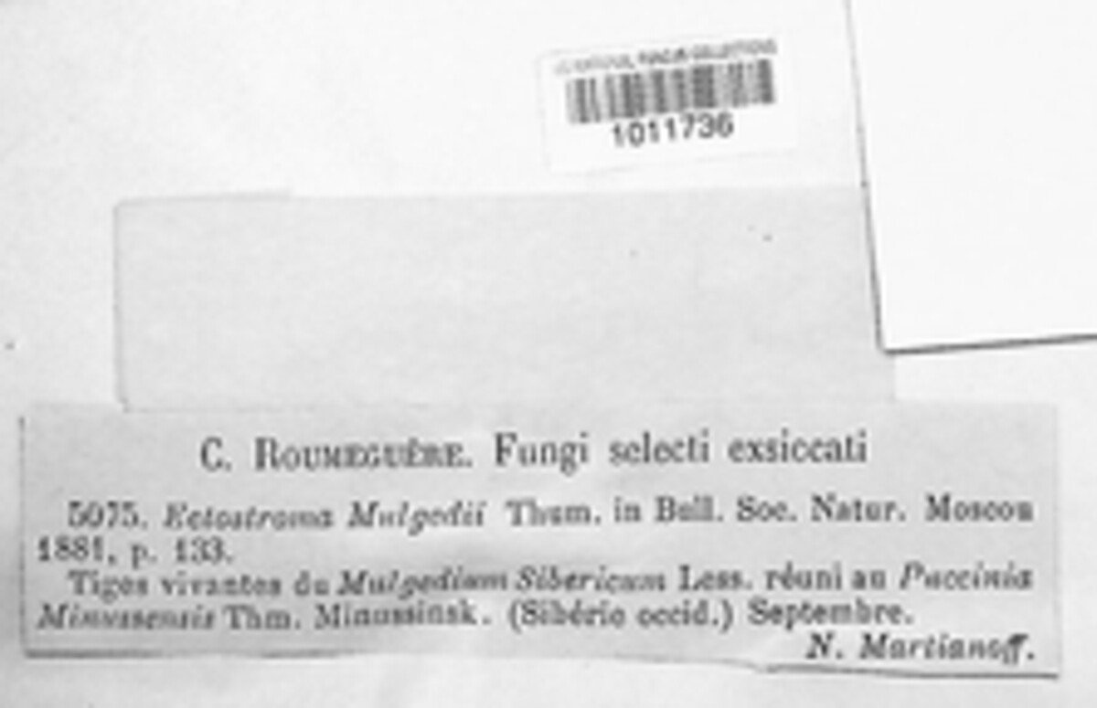 Ectostroma mulgedii image